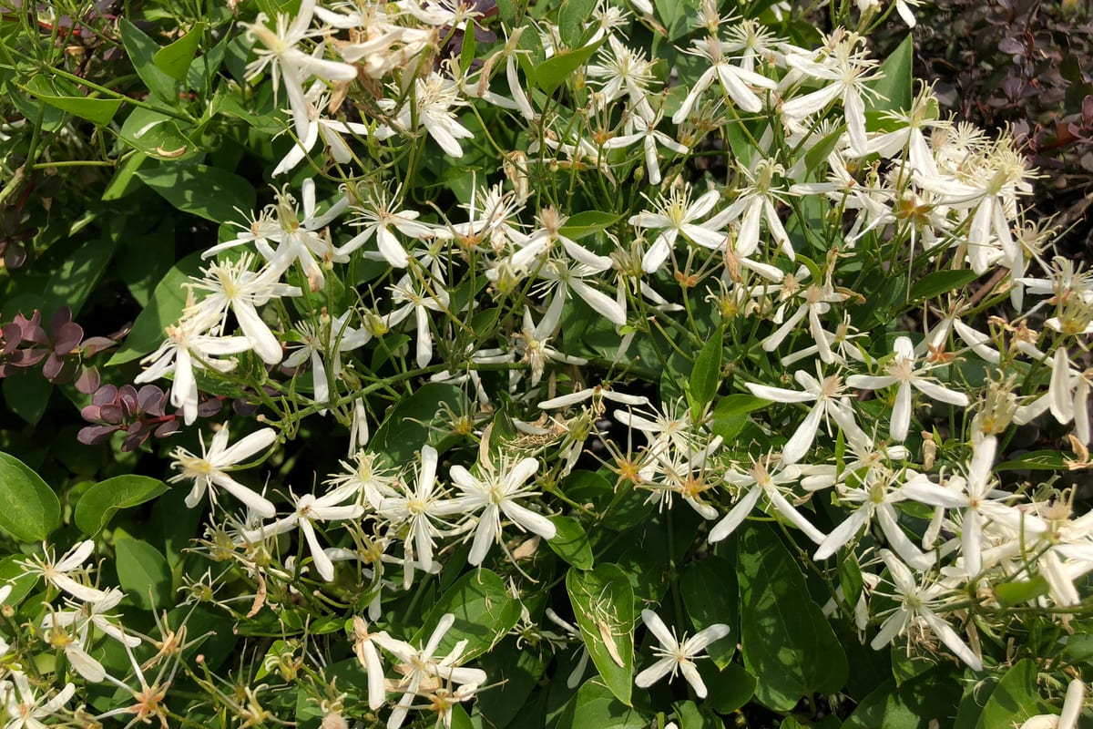 Nutley, NJ — 2020-09-25 12 35 35 Sweet Autumn Clematis blooming along New Jersey State Route 7 (Kingsland Street) in Nutley Township, Essex County, New Jersey