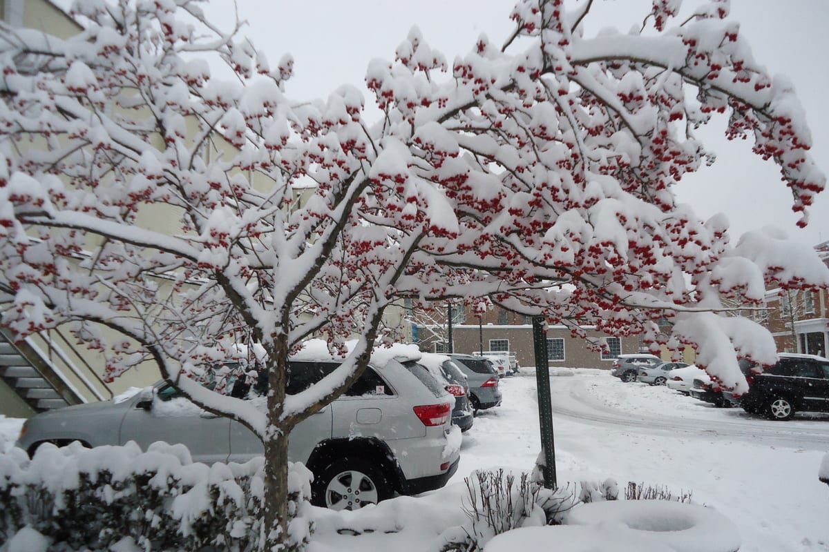 Summit, NJ — Summit New Jersey tree with snow and parking lot
